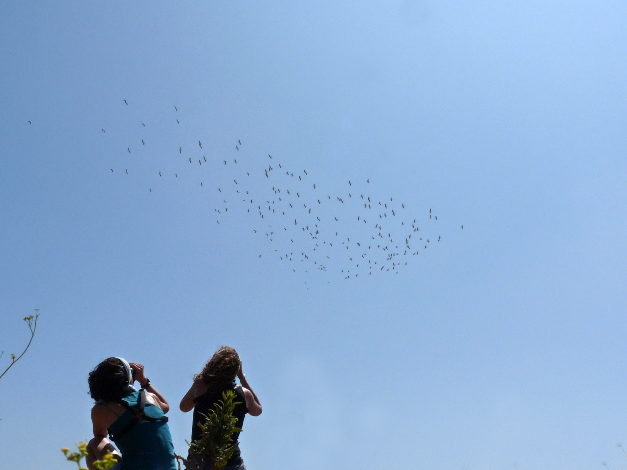Para mirar al cielo: la “bienvenida de aves migratorias” depara citas desde el 30 de marzo